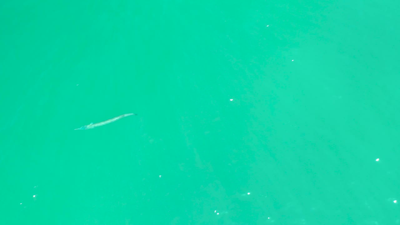 A small pale fish is visible near the upper portion of bright turquoise water at Dreams Los Cabos, with faint surface texture and no visible people.