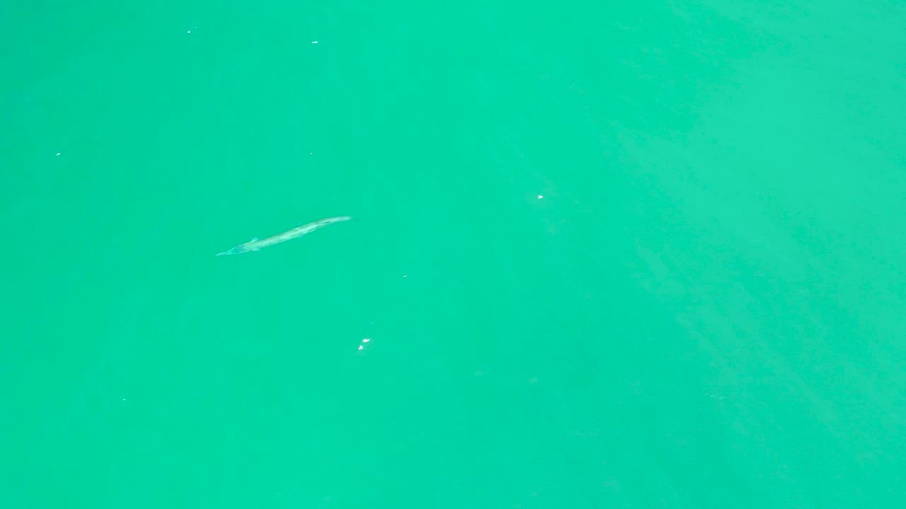 The slender fish crosses the left side of green-turquoise water at Dreams Los Cabos while scattered bubbles appear to the right, with no visible people.