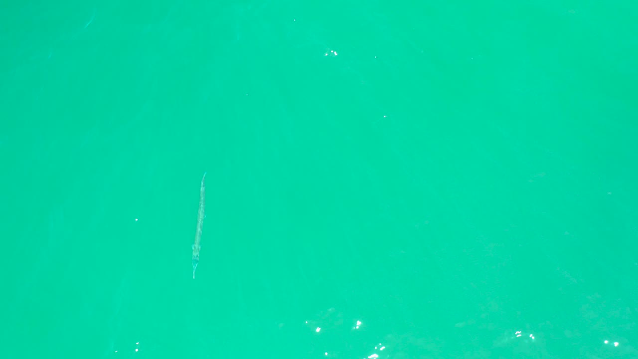 A small slender fish appears in clear turquoise water at Dreams Los Cabos, with faint surface sparkle and no visible people.