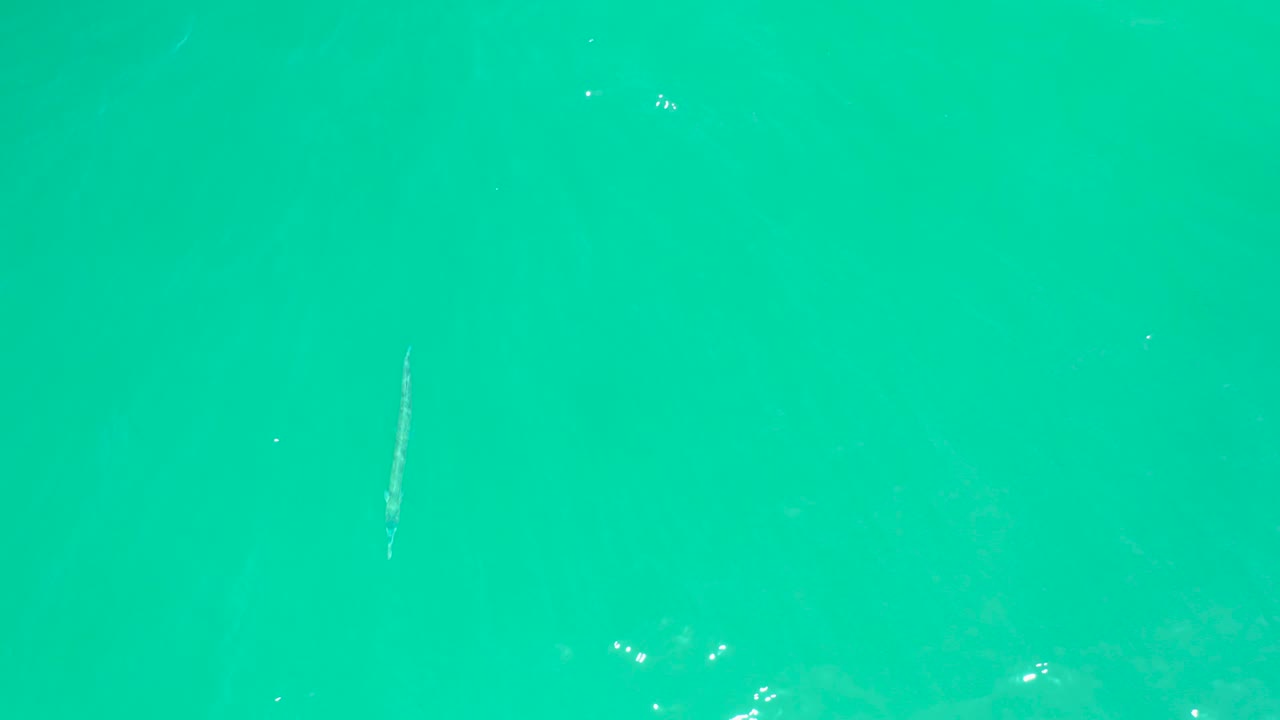 Small fish below a calm turquoise water surface