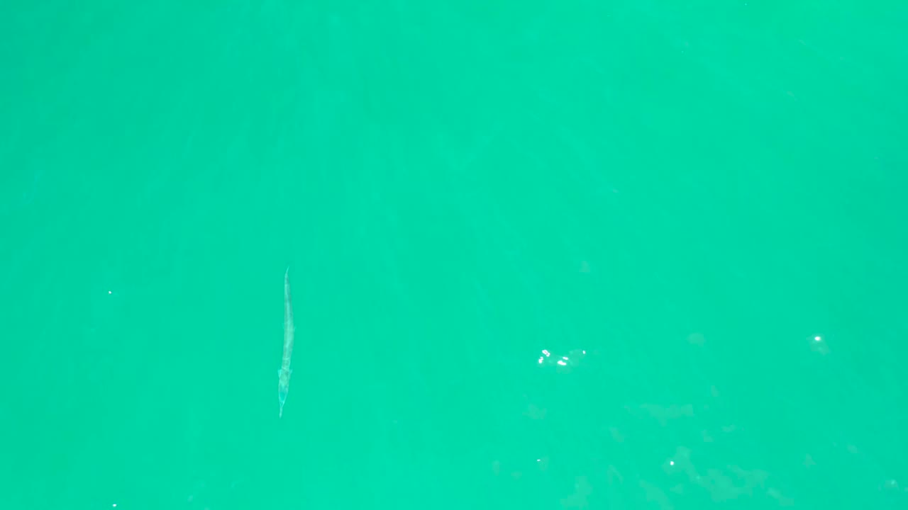 A small fish is visible in the turquoise water at Dreams Los Cabos while scattered bright flecks catch the surface light, with no visible people.