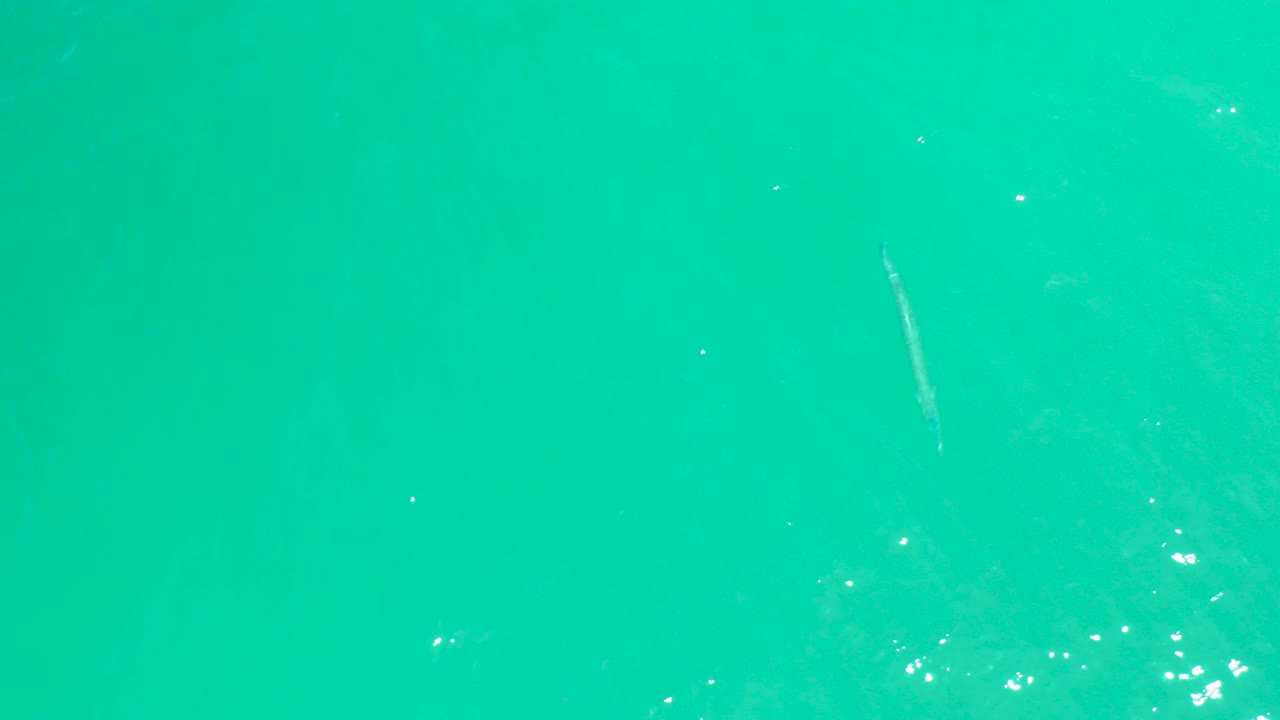 Overhead view of turquoise water at Dreams Los Cabos with a faint small fish near the upper right and no visible people.