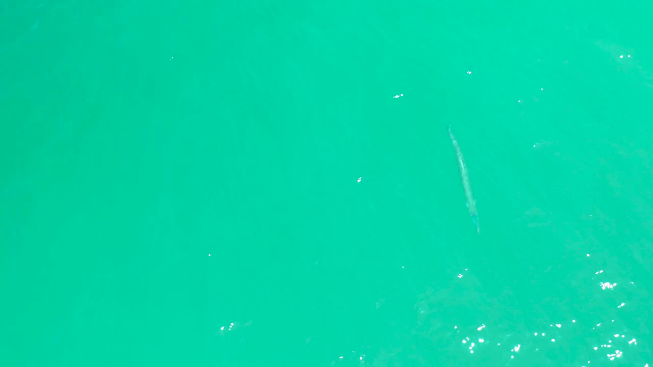 Clear turquoise water with sun glints and the fish farther inside the frame.