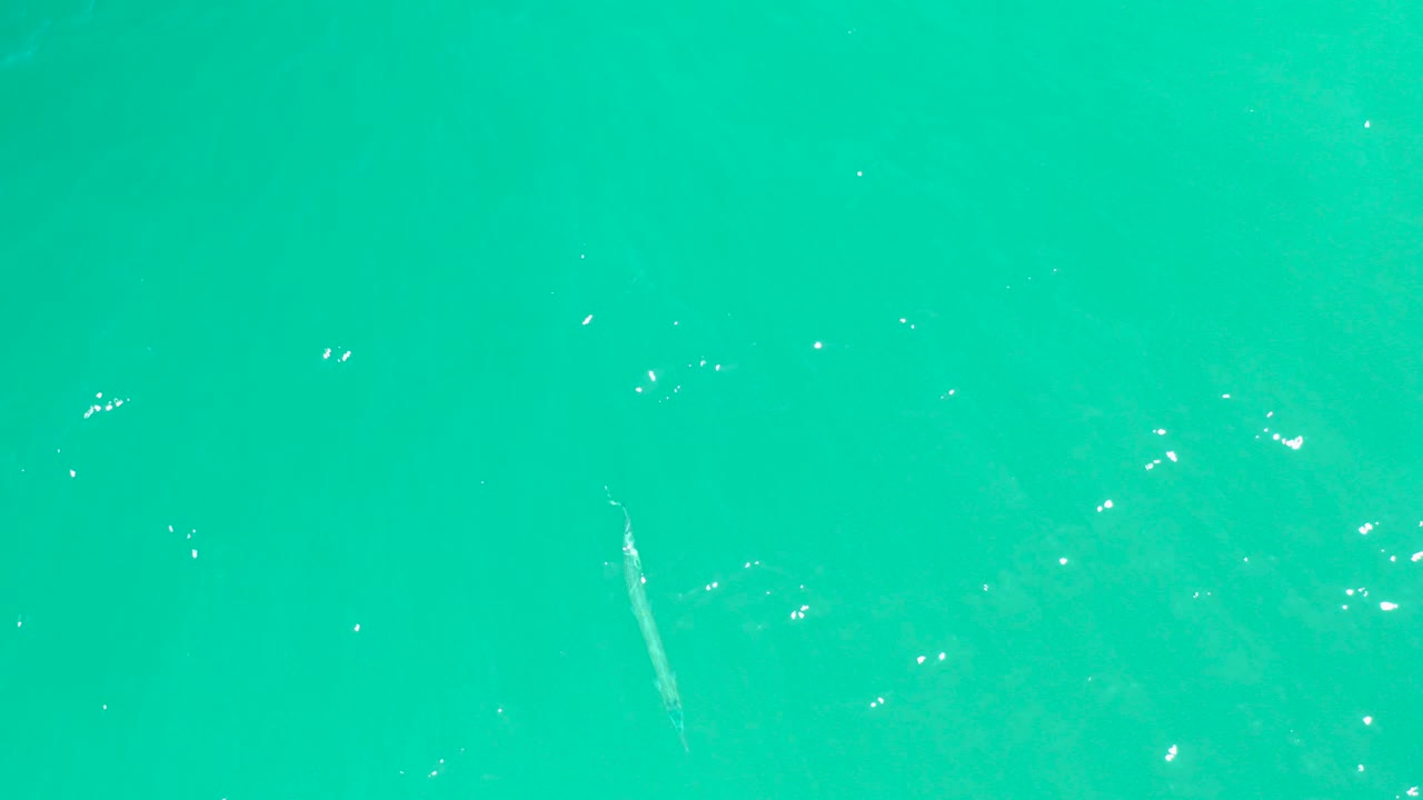 At Dreams Los Cabos, a pale fish appears under clear turquoise water near the left side of the overhead frame, with small ripples and no visible people.