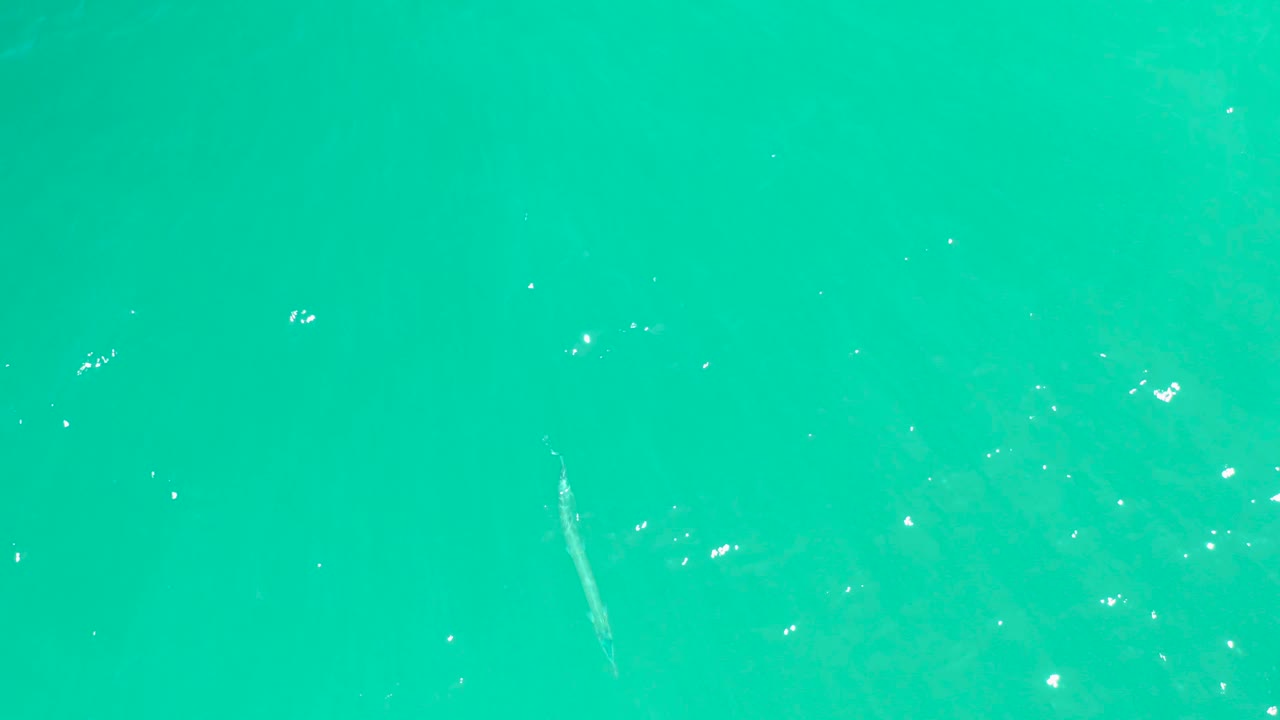 Fish below bright turquoise water with scattered surface reflections.