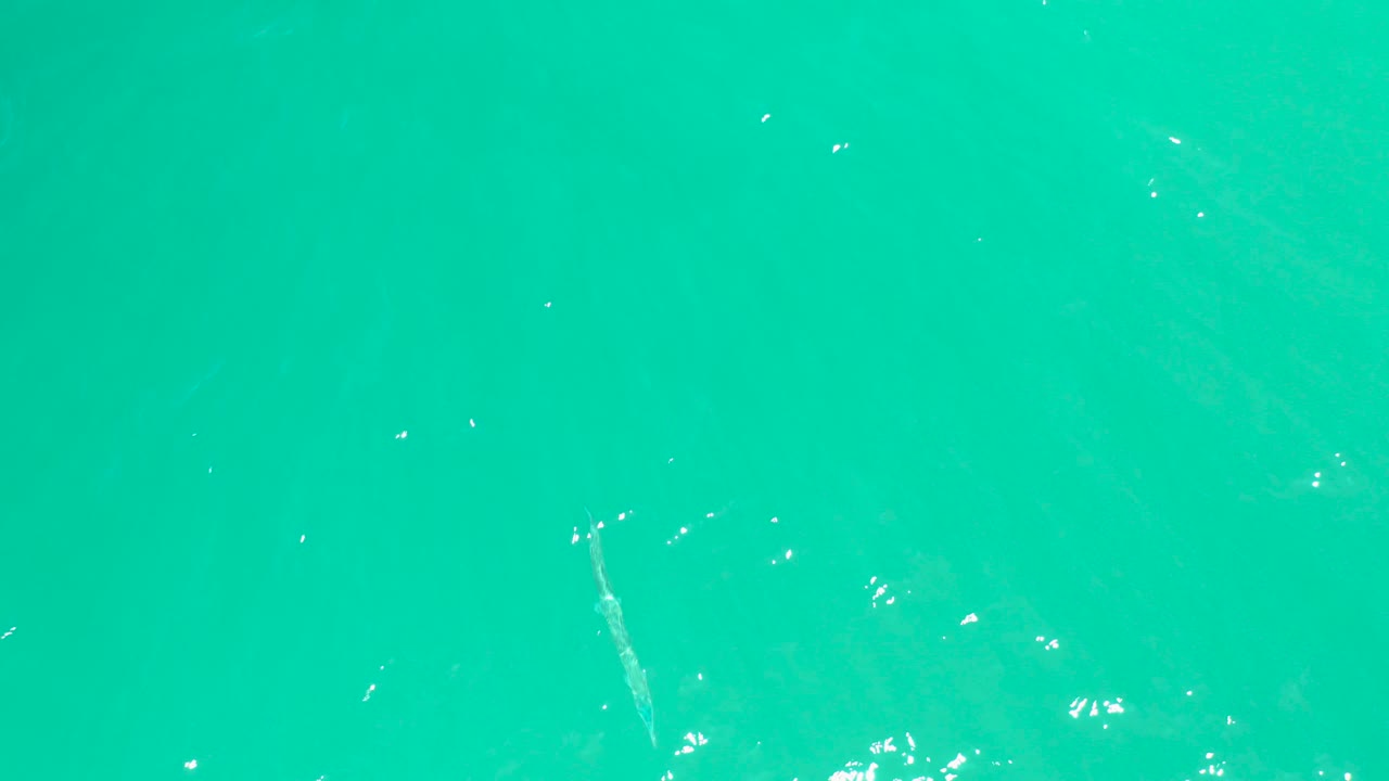 At Dreams Los Cabos, the small fish is centered in clear turquoise water, with faint ripples and pinpoints of sunlight across the surface, and no visible people.