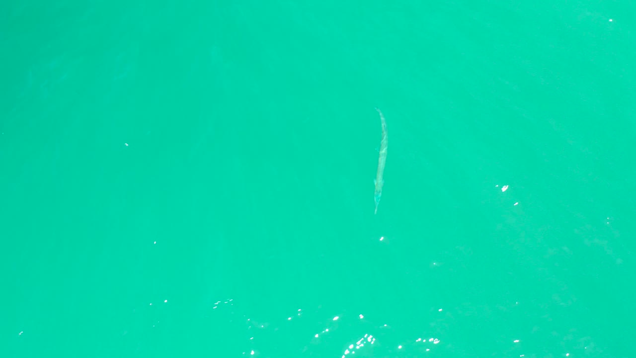 At Dreams Los Cabos in Baja California Sur, a long slender fish is visible beneath bright turquoise water with scattered surface highlights and no visible people.