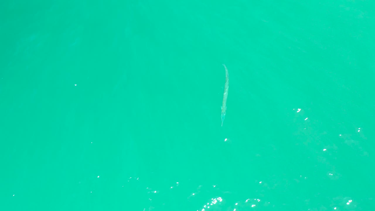 At 0:01, the fish remains just below the clear turquoise surface, with tiny bubbles and white light flecks around it and no visible people.