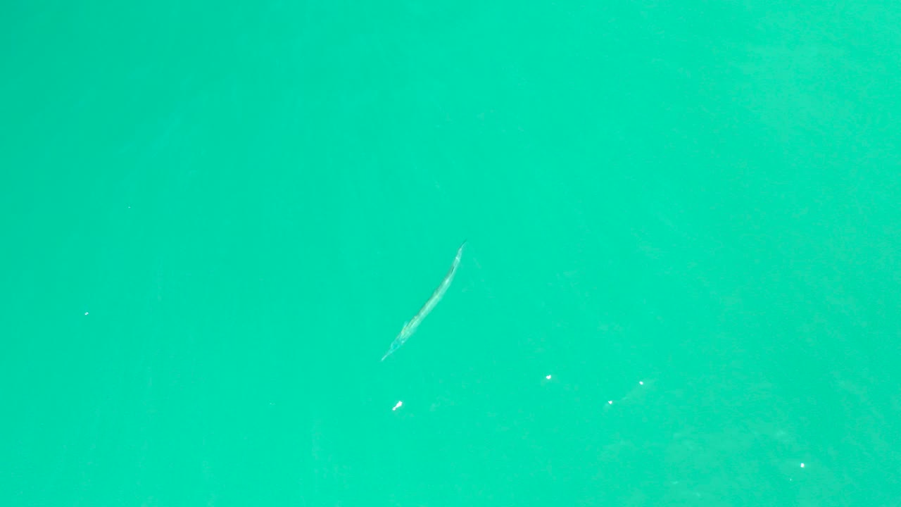Small pale fish in turquoise water with tiny surface glints