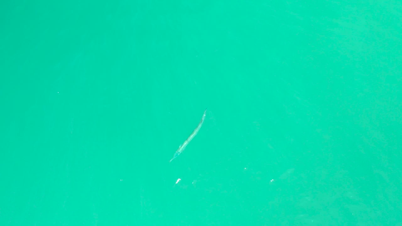 At Dreams Los Cabos in Baja California Sur, the small fish sits closer to the center of the turquoise water, with faint particles and no visible people.