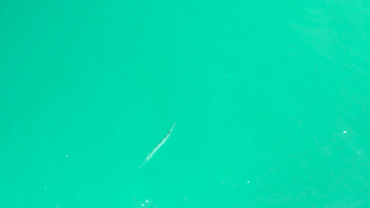 At Dreams Los Cabos in Baja California Sur, the small fish appears toward the upper right area of open turquoise water with scattered white flecks and no visible people.