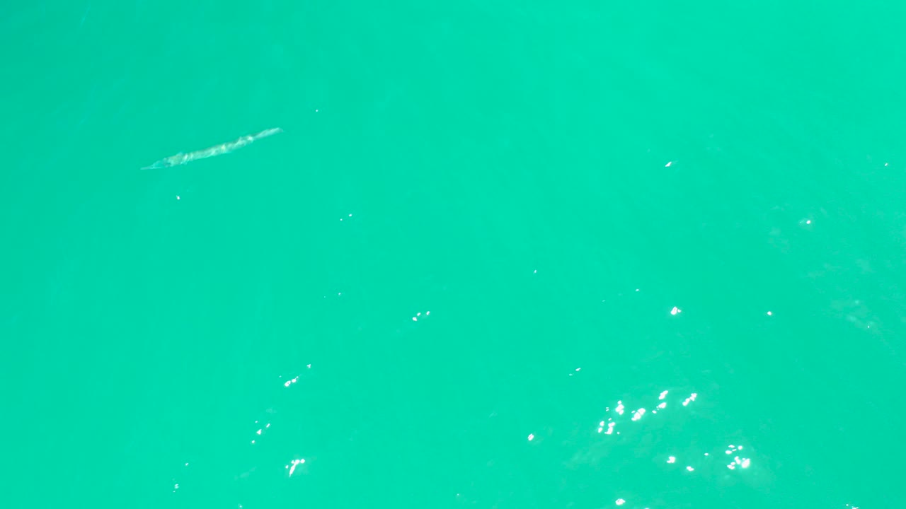 At Dreams Los Cabos in Baja California Sur, a small pale fish appears near the upper left of clear turquoise water with scattered surface sparkles and no visible people.