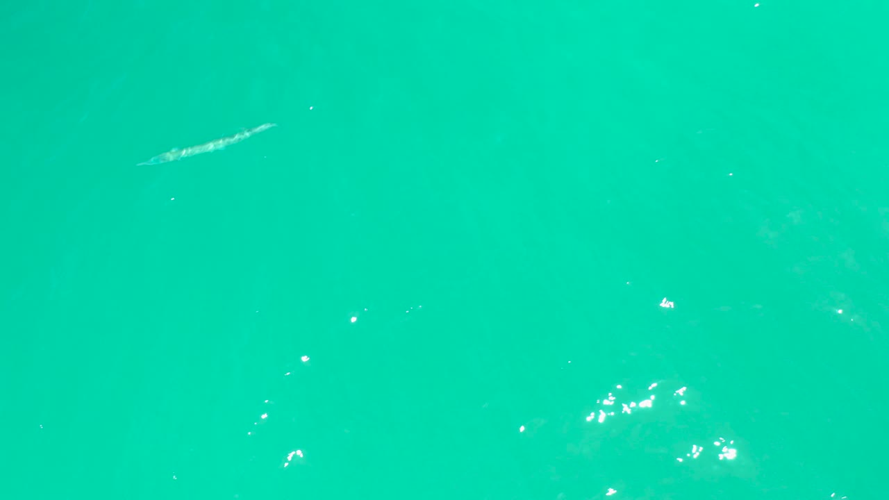 A small fish sits left of center in clear turquoise ocean water at Dreams Los Cabos, with bright flecks on the surface and no visible people.