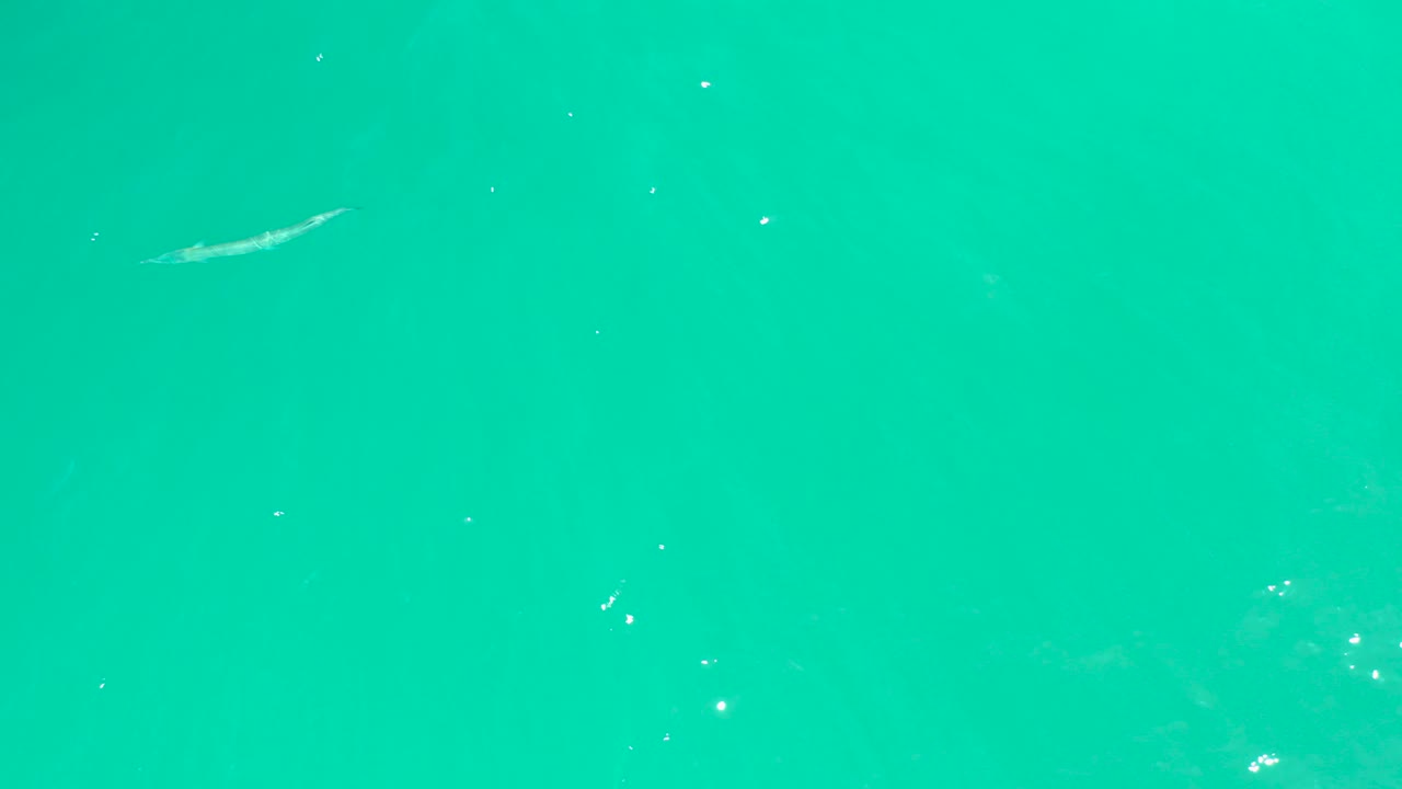 The fish is higher in the frame over turquoise water at Dreams Los Cabos, while small bubbles and sunlit surface marks remain scattered around it with no visible people.