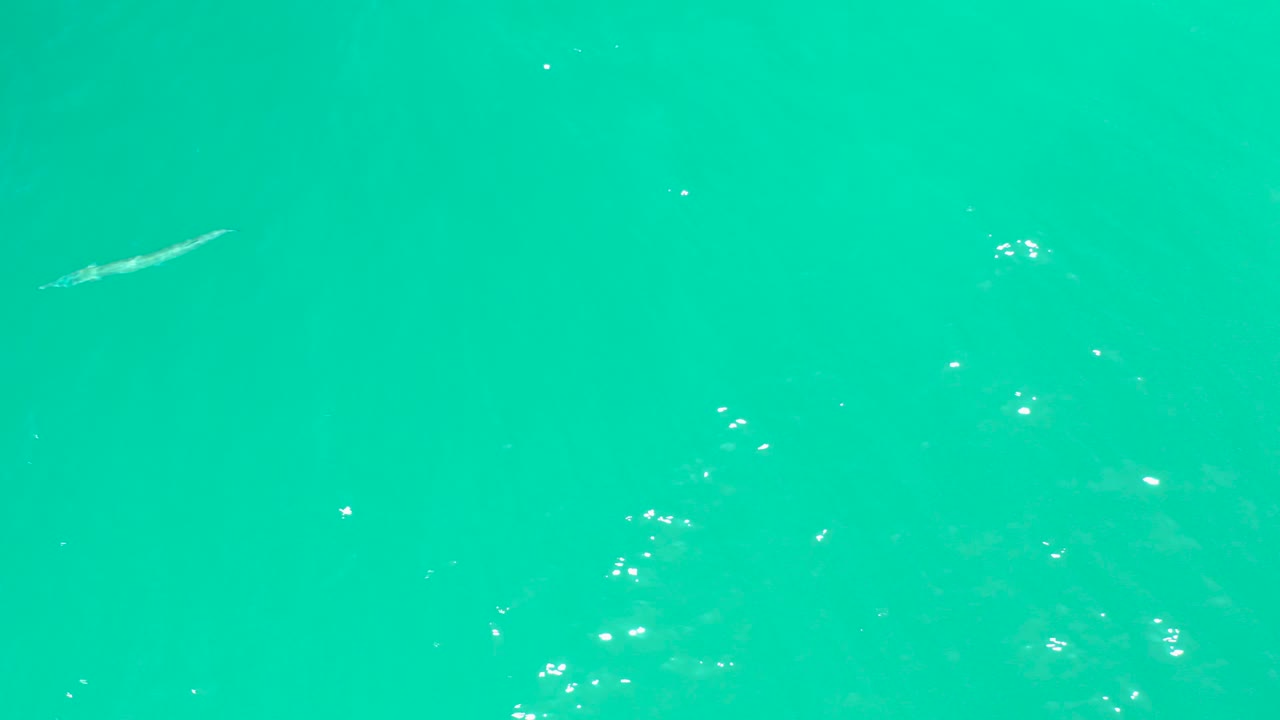 Turquoise water with a small fish at the left edge