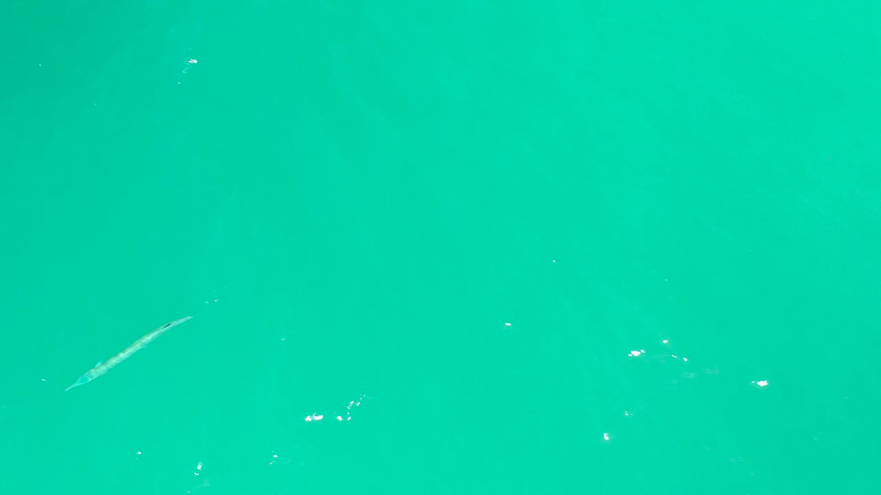 Long thin fish in turquoise water with bright surface flecks.