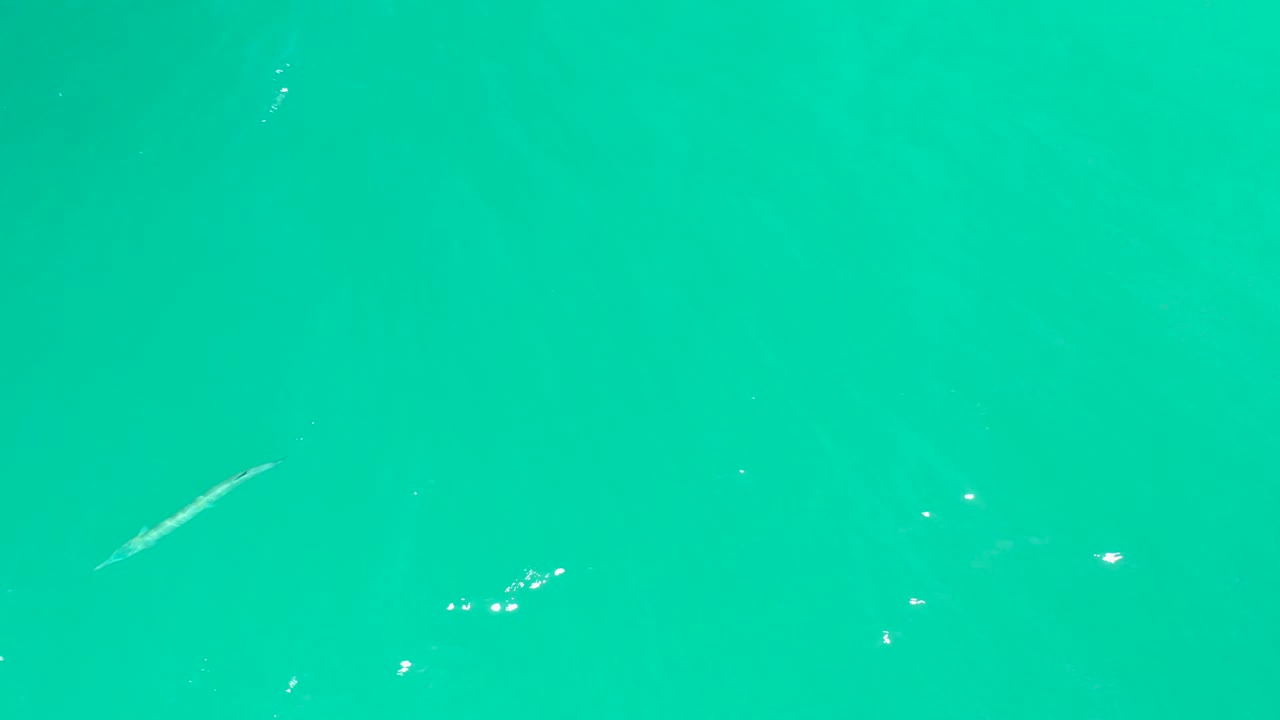 At 0:01, the thin fish appears farther across the turquoise water at Dreams Los Cabos, with faint bubbles and no visible people.