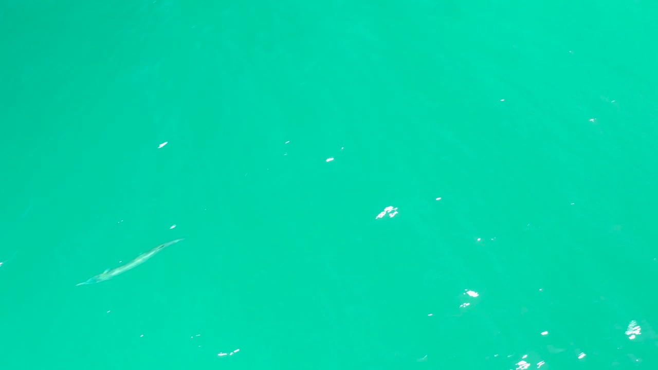 At 0:03, the long fish is near brighter ripples in the turquoise water at Dreams Los Cabos, with no shoreline or people visible.