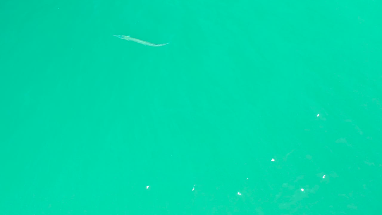 A small elongated fish sits near the upper center of clear turquoise water at Dreams Los Cabos, with faint ripples and no visible people.