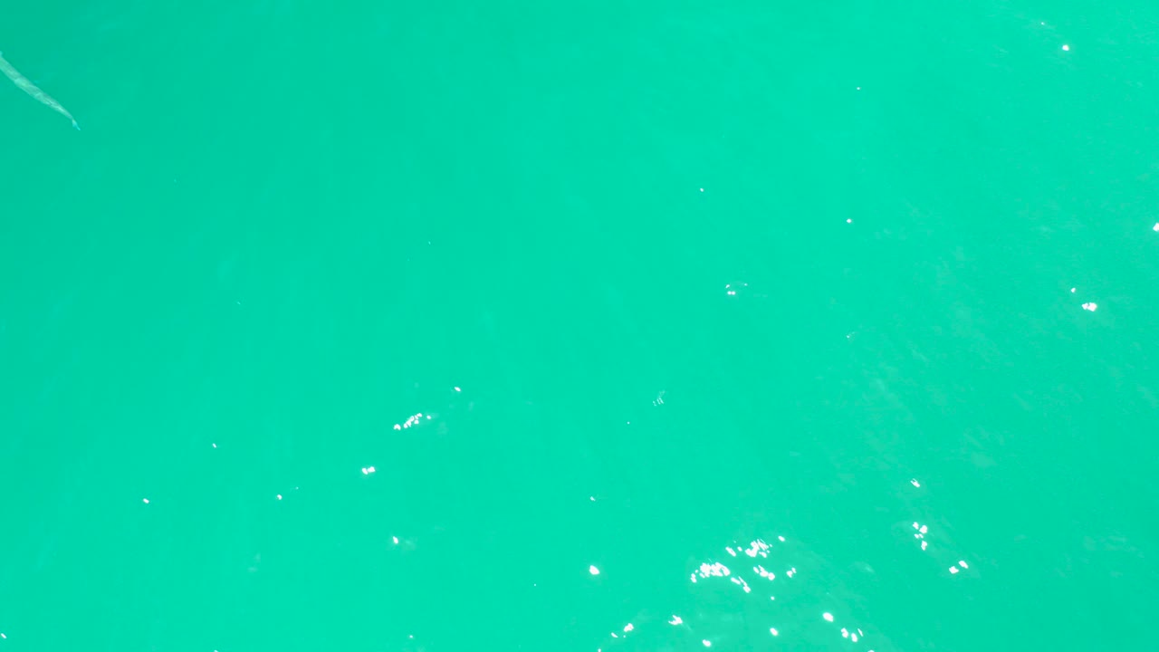 A slender fish appears near the upper left of clear turquoise water at Dreams Los Cabos, with scattered surface sparkles and no visible people.