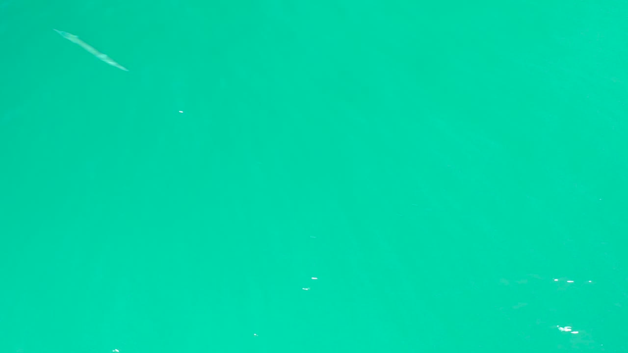 Fish crossing turquoise water with minimal surface texture.