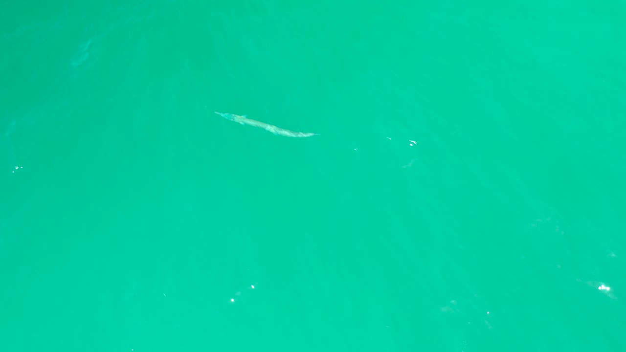At Dreams Los Cabos in Baja California Sur, a long slender fish appears near the upper left of bright turquoise water with scattered sun glints and no visible people.