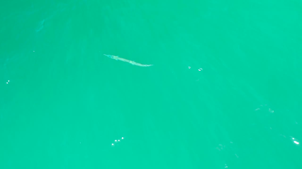 Slender fish swimming through open turquoise water with tiny bubbles nearby.
