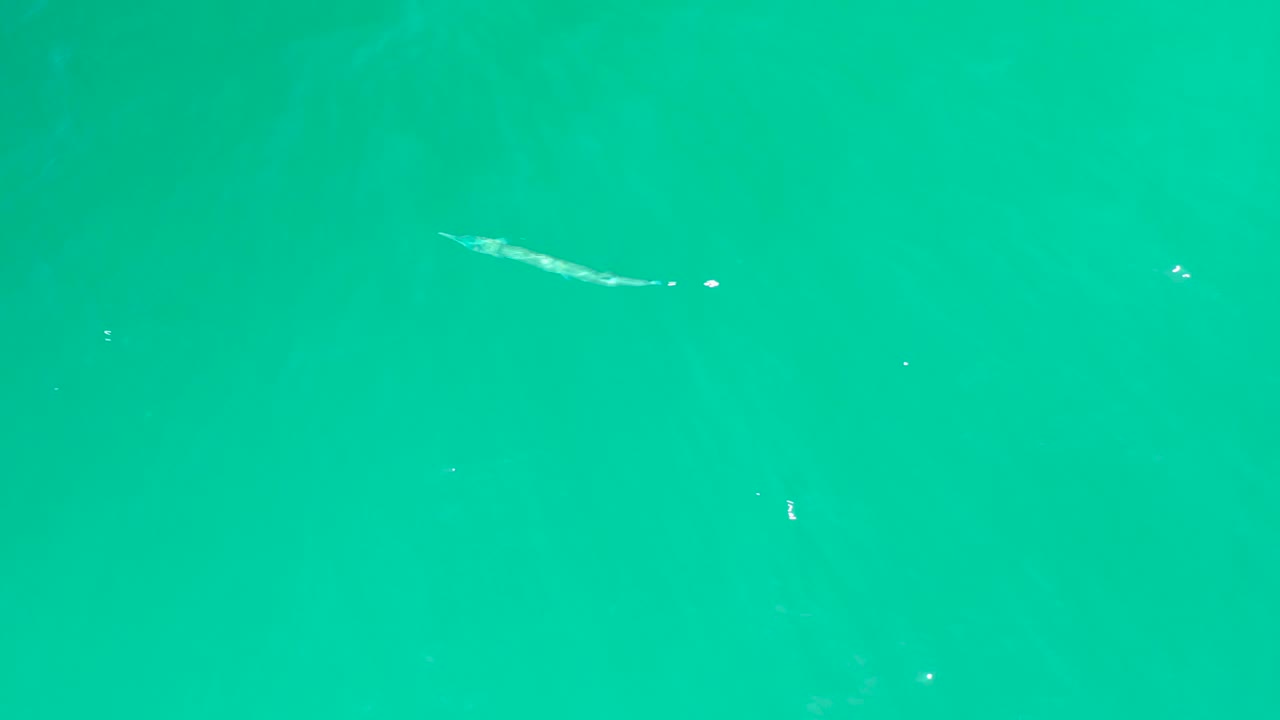 At Dreams Los Cabos, the fish remains near the upper area of the overhead frame while white surface marks and clear turquoise water fill the scene, with no visible people.
