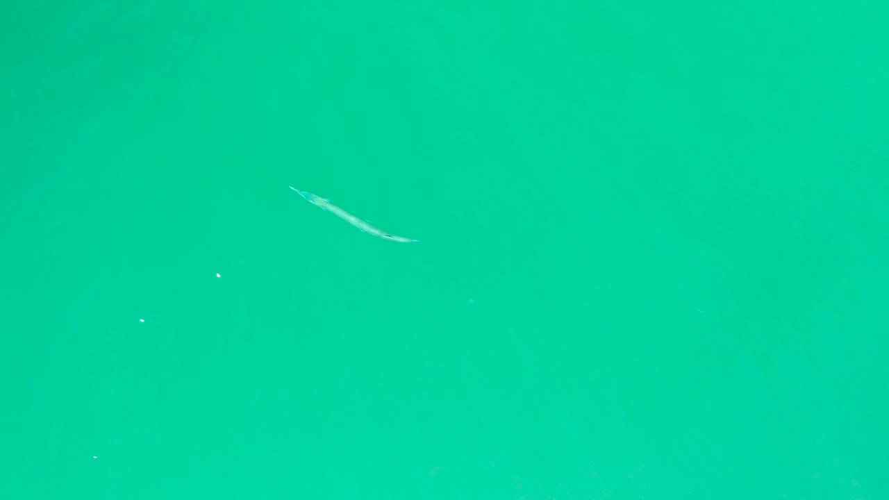 A small pale fish glides through clear turquoise water at Dreams Los Cabos, with suspended particles and no visible people.