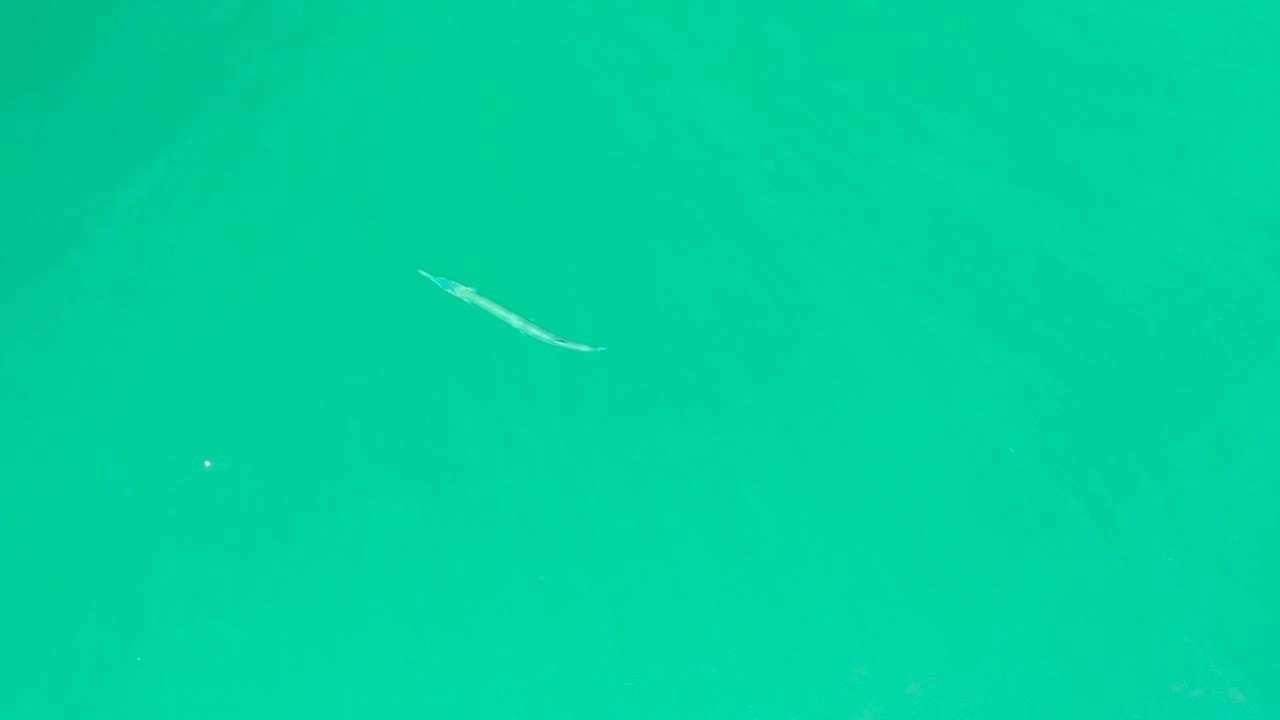 Small fish in clear green-blue water with faint underwater shadows.