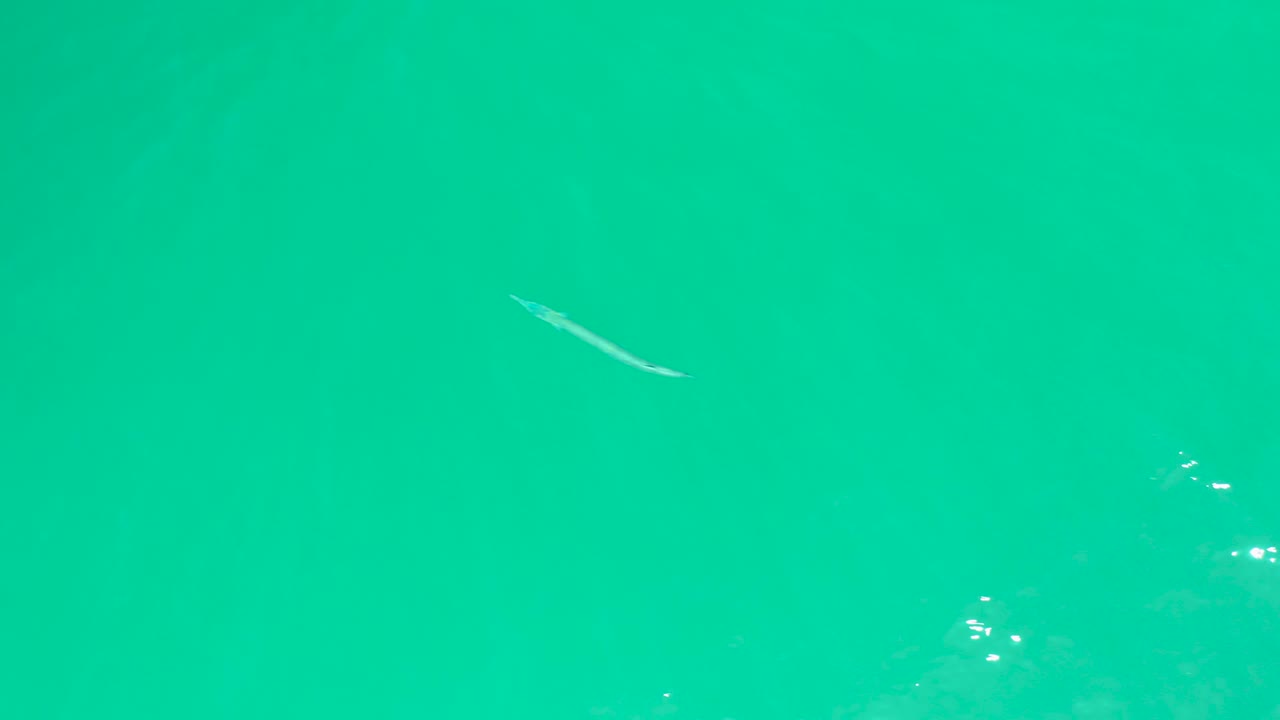 A small fish sits near the top of the frame in bright turquoise water at Dreams Los Cabos, with small floating specks and no visible people.