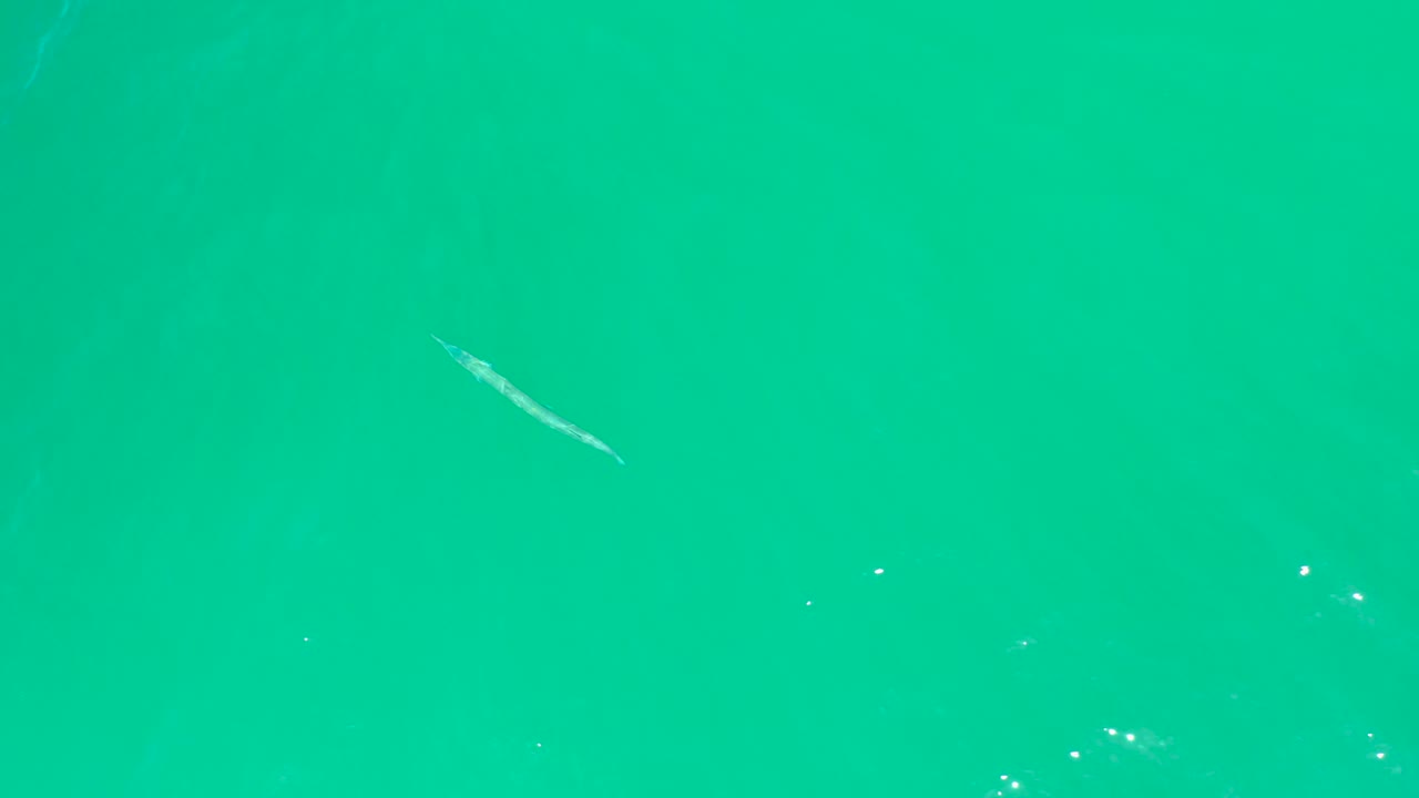 Fish under turquoise water with small white reflections
