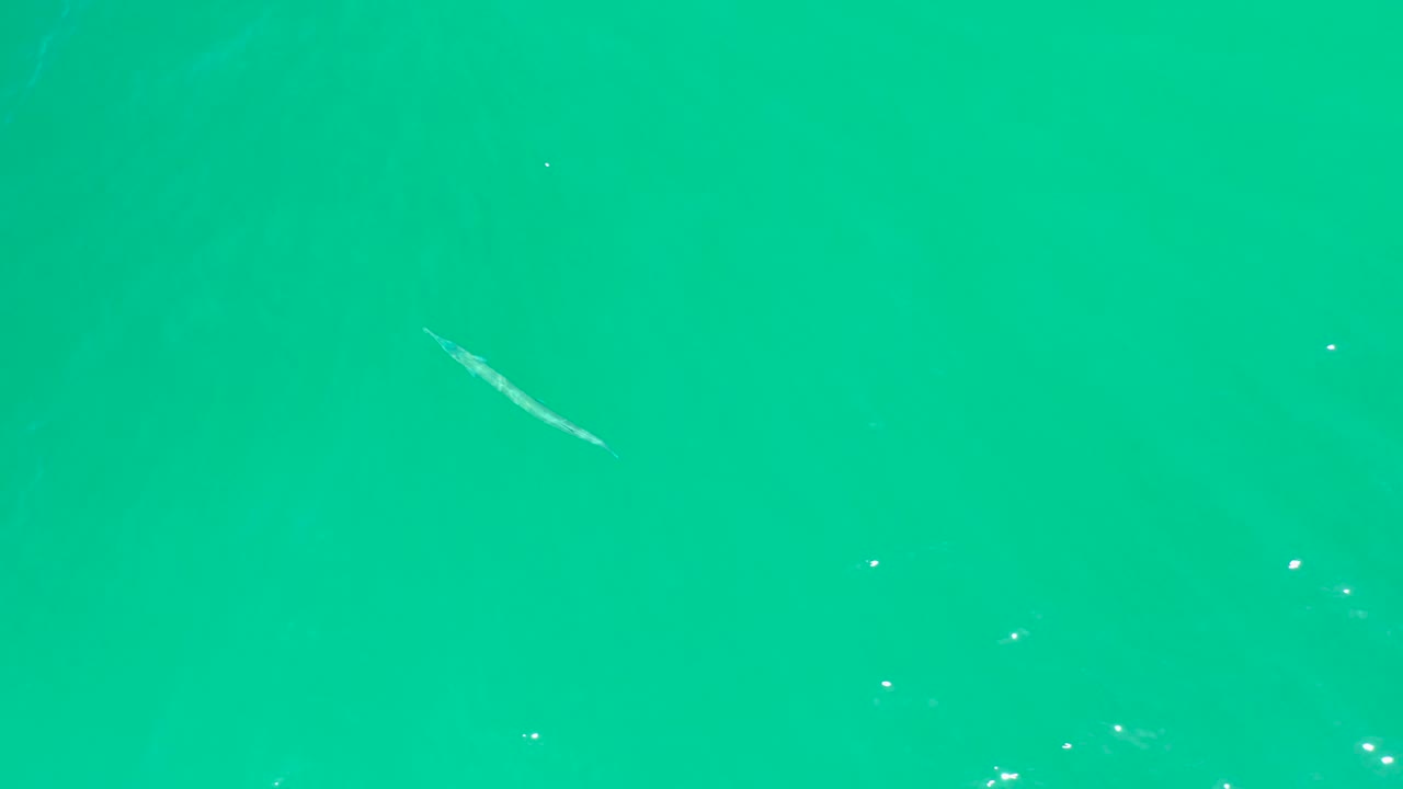 The fish sits closer to the upper center of the turquoise water, with faint white highlights on the surface and no visible people.