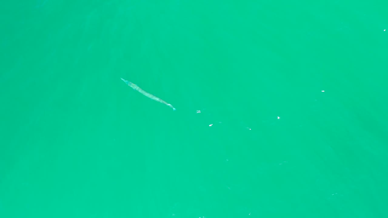 The fish is visible near the upper left area of the right frame, surrounded by bright turquoise water, small bubbles, and no visible people.