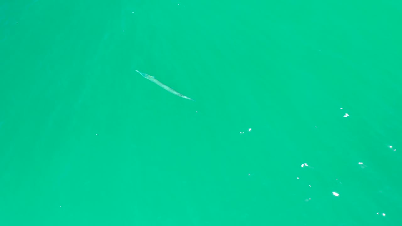 The fish appears left of center in clear turquoise water at Dreams Los Cabos, with bright surface specks below it and no visible people.
