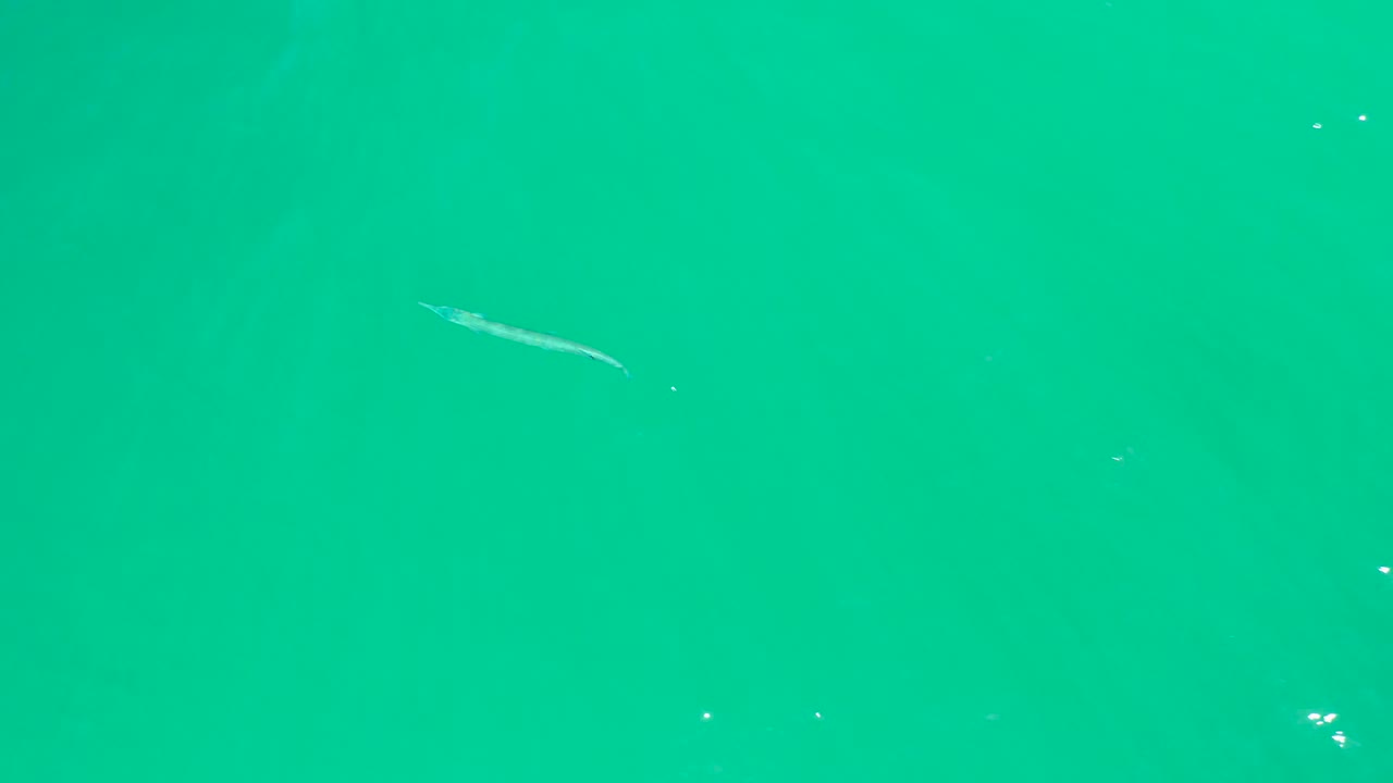At Dreams Los Cabos, a slender fish sits near the upper left of a turquoise water frame with faint white surface marks and no visible people.