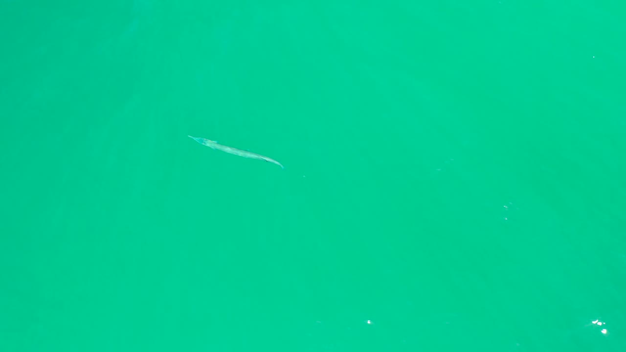 At Dreams Los Cabos, the long fish appears near the upper center of the green-blue water while tiny white reflections dot the surface, with no visible people.