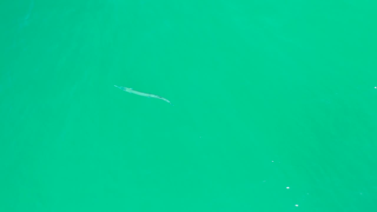 At Dreams Los Cabos, a thin fish is visible near the upper right area of bright turquoise water with a few small white specks, and no visible people.