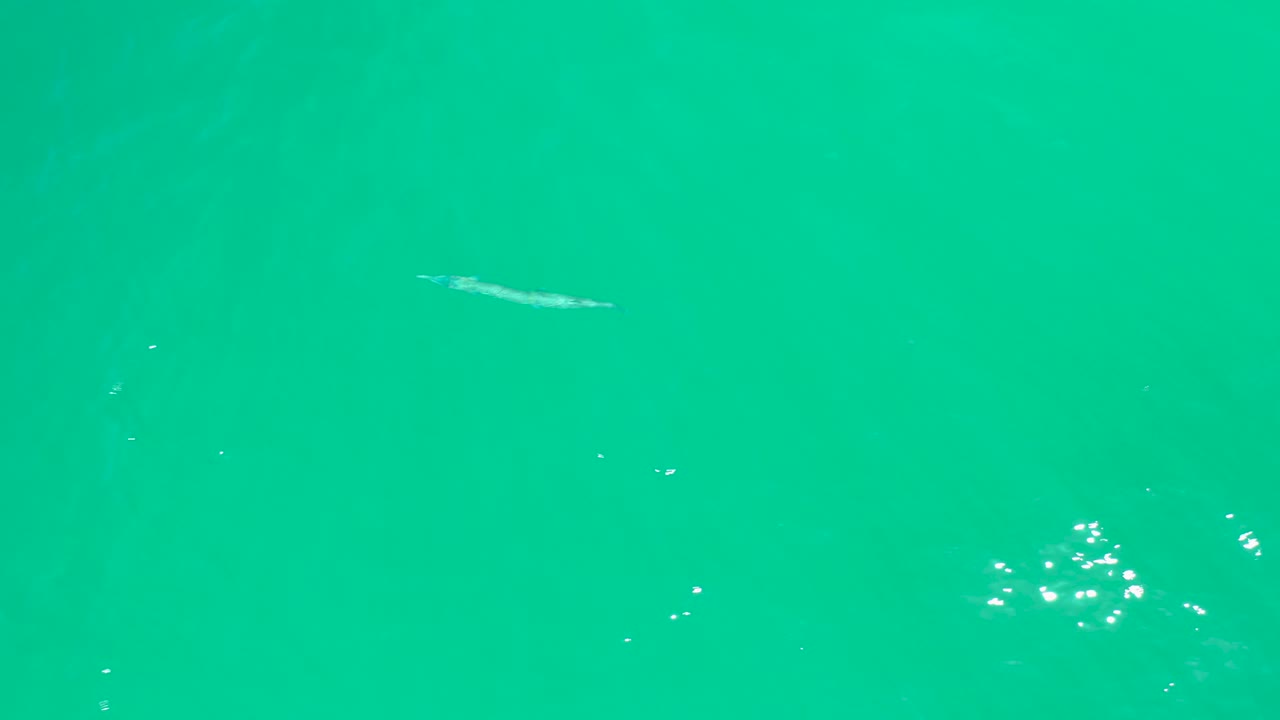 At Dreams Los Cabos, the slender fish appears along the left side of the turquoise water while a brighter bubble cluster sits lower in frame, with no visible people.