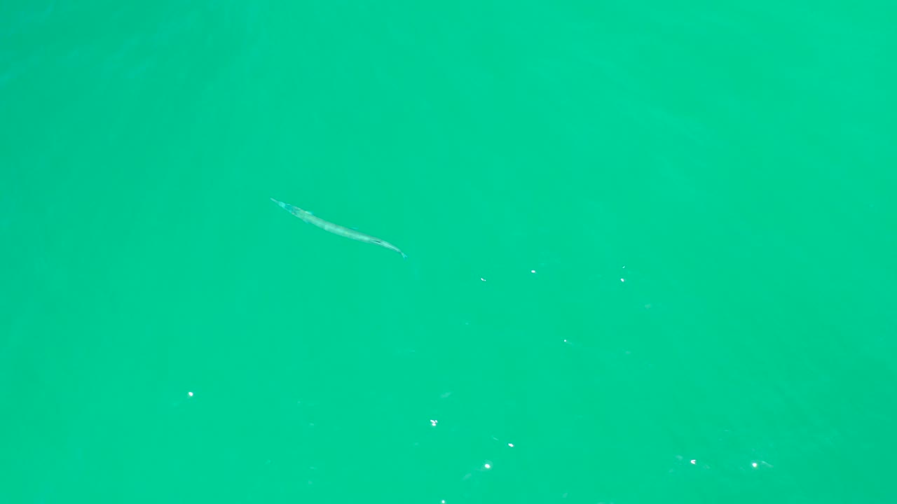 A slender pale eel appears near the upper left of clear turquoise water at Dreams Los Cabos, with small bubbles and no visible people.