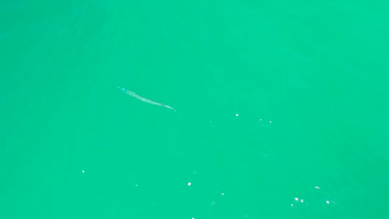 Pale eel near the upper center of bright turquoise water.