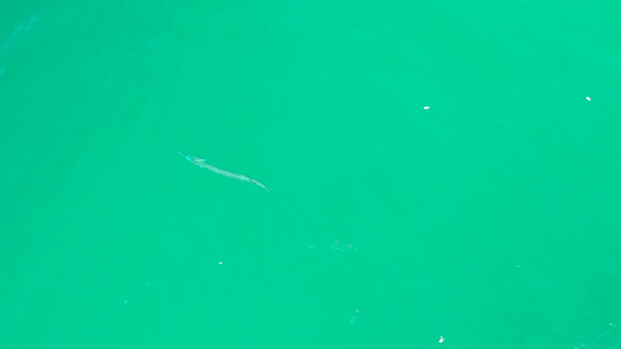A thin pale eel sits near the upper right of the frame in clear turquoise water at Dreams Los Cabos, with tiny highlights and no visible people.