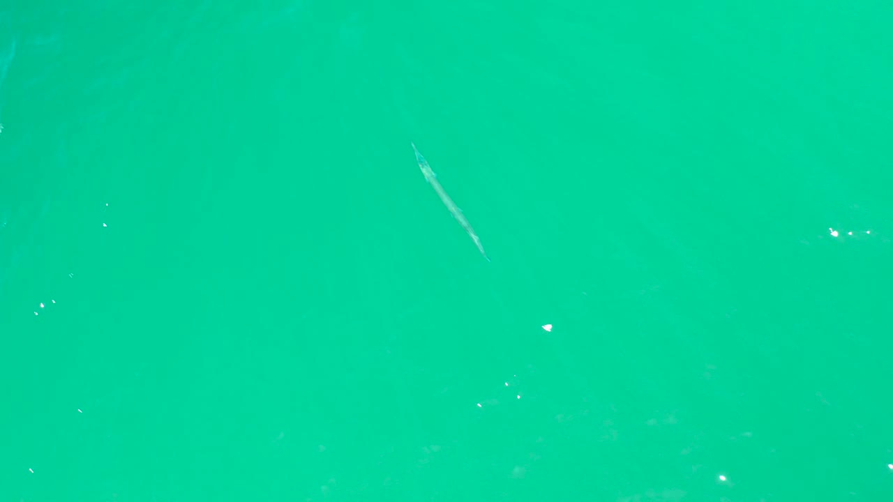 Turquoise water with a small pale fish near the upper left.