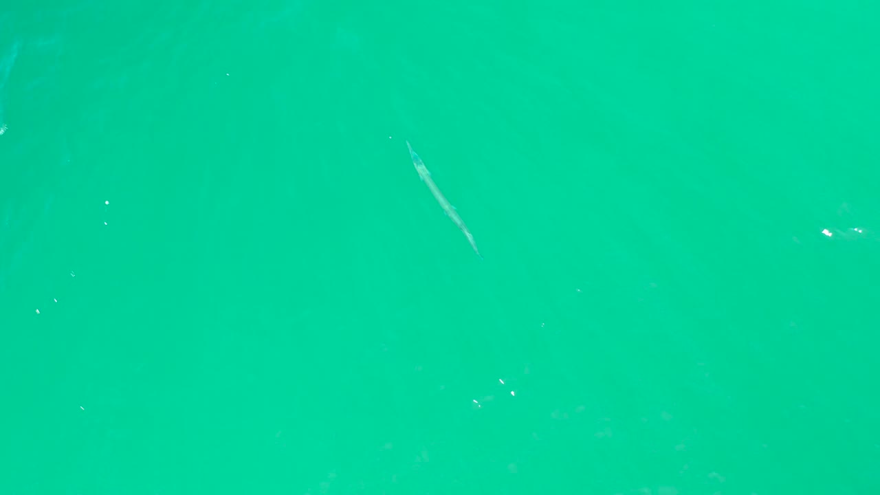 Clear turquoise water at Dreams Los Cabos with a small diagonal fish closer to the top center and faint particles visible, with no visible people.