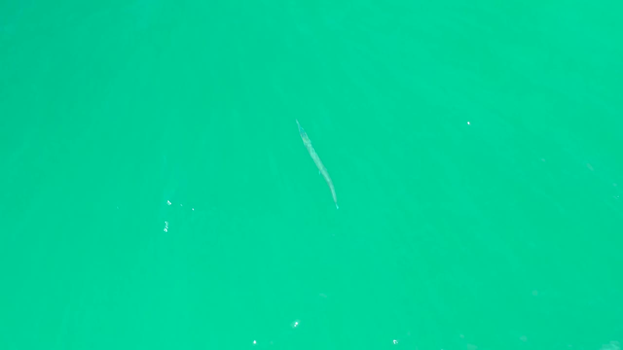Overhead view of turquoise water at Dreams Los Cabos with the small pale fish positioned near the upper right and sparse white specks, with no visible people.