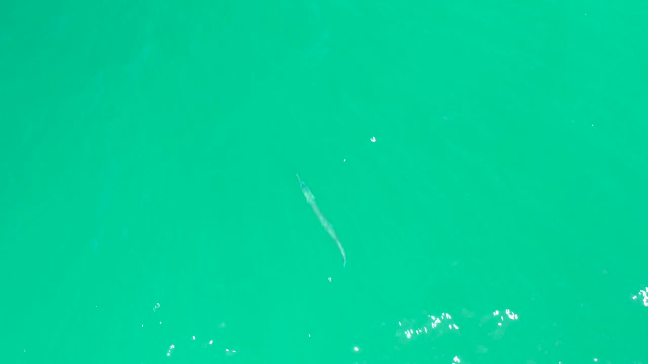 Green-blue turquoise water at Dreams Los Cabos with a small pale fish left of center and tiny bright reflections, with no visible people.
