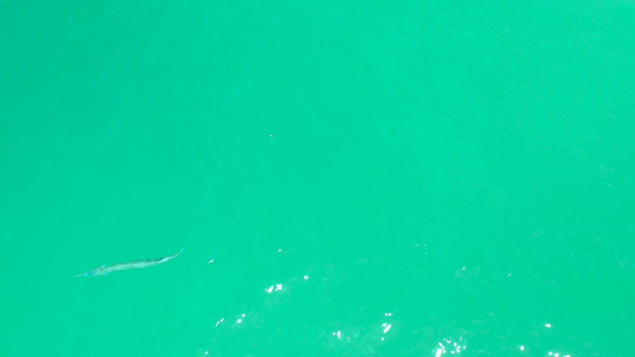 Small fish under turquoise water with surface reflections