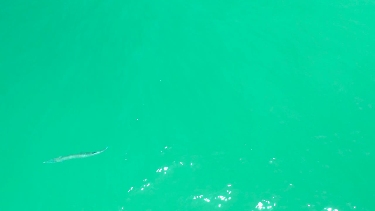 A small fish appears near the upper middle of the frame in clear green-turquoise water at Dreams Los Cabos, with bright glints on the surface and no visible people.