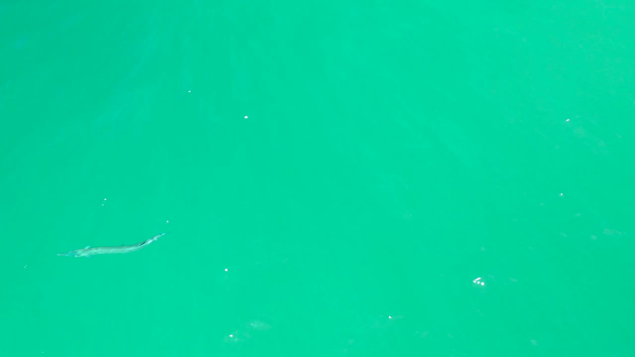 A small fish is visible near the upper right area of turquoise water at Dreams Los Cabos, surrounded by faint ripples and small white highlights, with no visible people.