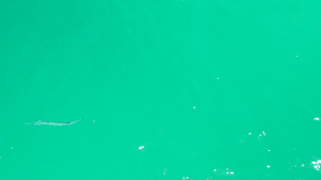 A small fish appears near the lower left portion of the turquoise water frame at Dreams Los Cabos, with a few sunlight flecks and no visible people.